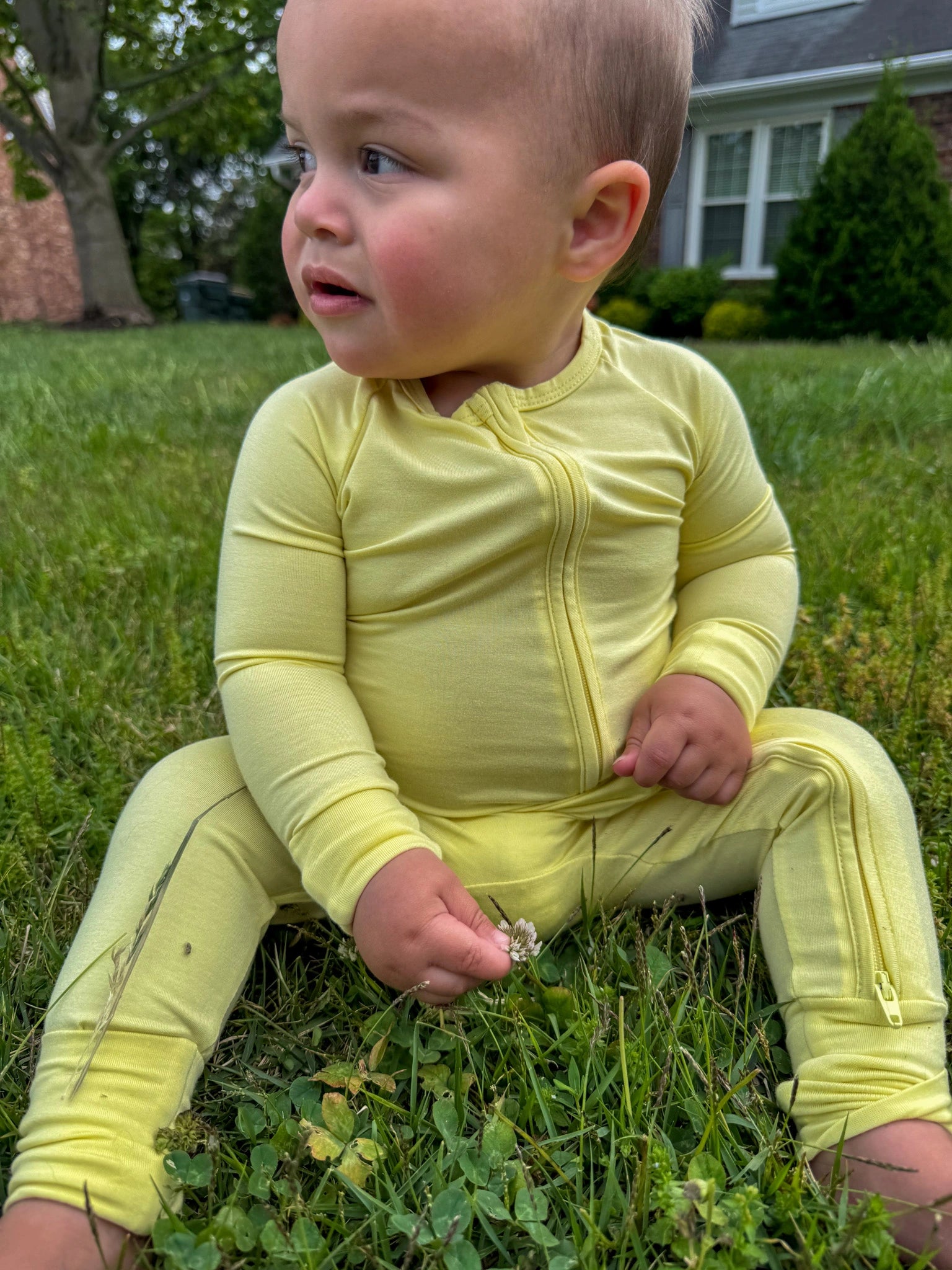 Sunlit Yellow Zippy